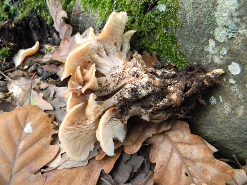 Funghi da confermare.